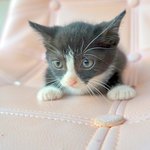 모리/코숏/여아/2개월<b>미만</b>추정  *어미와의 이별이 슬픈 아이