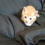 [고양이] 카레의 3초 운동&amp;발냄새의 <b>범인</b>은?!