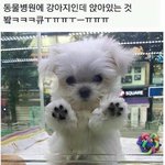 [드루와] <b>흑발</b>했는데 눈썹 그레이 브라운 추반ㄱㄱ