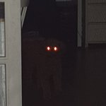 [강아지] 새벽에 놀라 자빠질뻔했네요 (깜짝주의)