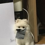 [강아지] <b>귀염</b>뽀작한 우리둘째예요 ㅎ ㅎ