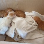 [고양이일상] 아기고양이..도와주세요