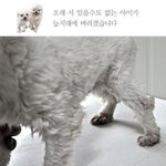 슬개골 탈구, 내반슬, 아탈구까지 이겨내야 하는 말티즈