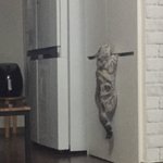 [드루와] <b>울집</b> 고양이좀 보셈 ㅋㅋㅋㅋㅋㅋㅋㅋ