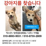 [도와주세요] (경북 영천/<b>하양</b>/경산) 강아지를 찾습니다.