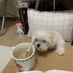 [강아지] 아니 울집 강아지 ㅠㅠㅋㅋㅋ
