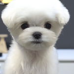 진짜 <b>나가</b>디지고싶다