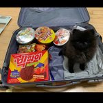 [프듀<b>X</b>] 강석화 강아지 개귀여워