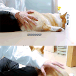 [EXO] 나도 몽룡이 <b>궁뎅</b>이 쓰담해주고싶다