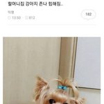 [유머] 진돗개 페북 (<b>고전</b>)…
