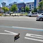 [댓글부탁해] <b>횡단</b>보도 건너는 고앵이 로드킬 당할까봐 무서웠음