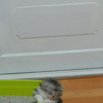 [드루와] ++) 나보다 몸무게 더 <b>급속도</b>로 찐 애들 있냐..