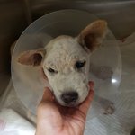 [강아지] <b>뒷다리</b> 골절 아이소식