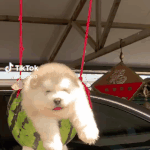 <b>수박</b> 그네를 타는 댕댕이ㅋㅋㅋ