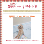 [강아지실종] 푸들(갈색) <b>미미</b>를 찾아주세요!!!!!