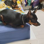 <b>식빵</b>굽는 댕댕이