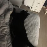 내 방 옆에 새끼애옹이 태어남 ㅠ