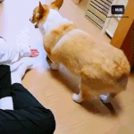 [EXO] 몽룡이 궁<b>댕이</b> 너무 귀엽다