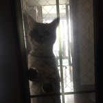 [드루와] 울고양이 현관문앞에서 기다리고있음