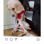 [댓글부탁해] 여수 <b>번식</b>장에서 구조된 7kg 리트리버