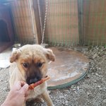 [강아지] 저는 누렁이가 아니예요
