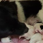 유기견 입양한 빈지노ㅠㅠㅠㅠㅠㅠ