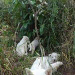 [강아지] 풀숲에 버려진 <b>어미</b>와 6남매