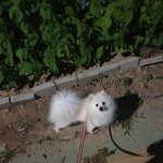 폼<b>피츠</b>의 새 가족을 찾습니다.