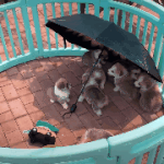 <b>양산</b>을 좋아하는 댕댕이ㅋㅋ
