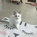 [고양이] 우리 꽁<b>자매</b> 소개합니다~^^