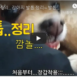 [강아지] <b>발톱</b>자르다 물려보신분..