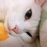 <b>울집</b> 냥이 볼랭