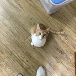 [드루와] 울집 <b>고영</b>섀키(주인님) 자랑할래