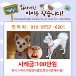 [이것좀봐줘] 남양주시 금남리에서 강아지를 잃어버렷습니다.
