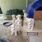 [강아지] 숲속에 버려진 <b>어미</b>와 7남매