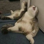 ㅁㅈ야 보고<b>시포</b>