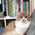 아기냥 <b>호빵</b>이-21