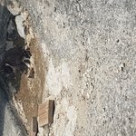 버려진 <b>새끼</b>고양이
