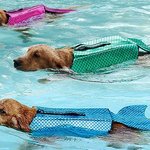 너무 깜찍해서 <b>SNS</b> 난리난 강아지 구명조끼