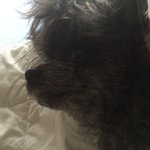 [이것좀봐줘] 우리 <b>보리</b>