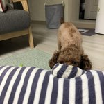 [강아지] 강아지들 일상사진 (헐크와<b>둥이</b>)