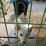 [강아지] 풀숲에 버려진 <b>어미</b>와 7남매