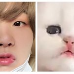 [방탄소년단] 애옹이를 고르시오