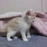 [고양이] 나는 열한살 할<b>배</b> 고양이 싼쵸옹