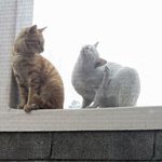 [댓글부탁해] 고양이 부부의 키스 <b>과정</b>