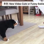 이 강아지 무슨종이야?<b>심쿵</b>