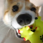 [강아지] <b>웰시</b>코기 살구 오랜만에 사진올려요! 구경하세요!