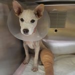 [강아지] <b>뒷다리</b>골절 복동이