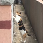 얘들아 고양이 키우는 사람 ㅜㅜ