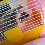 고슴이 병원간디